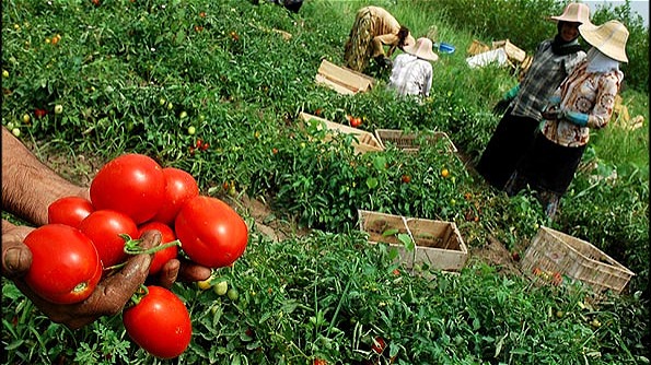  ۶.۸ میلیون تن محصولات کشاورزی در آذربایجان غربی تولید شد